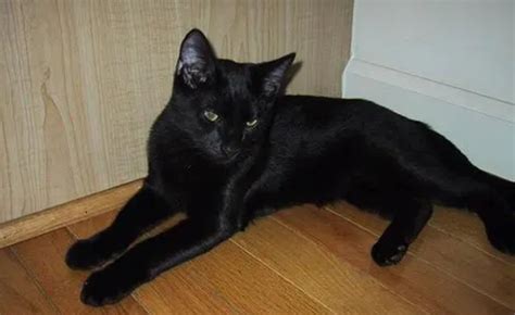 黑色的猫叫什么名字？此处有解答-宠物网