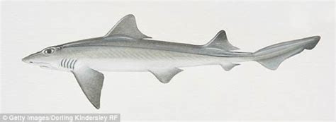 鲨鱼卵 海水鱼活体海洋生物狗鲨猫鲨卵 快递发货包活兴国海洋农场-阿里巴巴