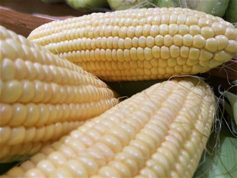 中国的玉米主要从哪个国家进口？ - 惠农网