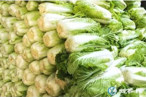 白菜价格、今日白菜多少钱一斤？ - 白菜 - 蛇农网