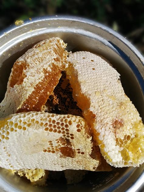 神农千馐蜂蜜网-高端纯天然土蜂蜜批发零售平台