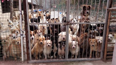 寻求领养狗狗的人 - 家在深圳
