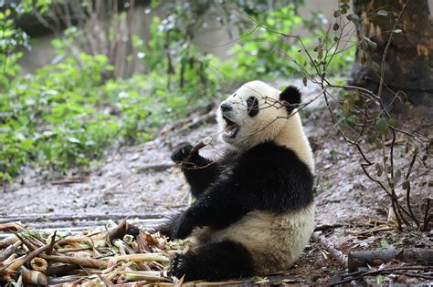 “国际熊猫日”献礼！野生大熊猫母子“同框”活动 - 社会百态 - 华声新闻 - 华声在线