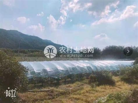 广东省清远市无花果生态农场出租（转让）-农村土地网