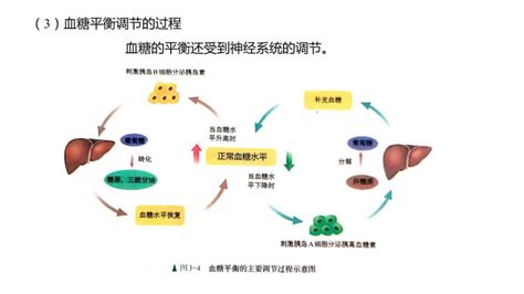 激素调节图册_360百科