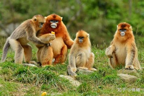 仅剩200只成熟个体：贵州独有的黔金丝猴，已经极度濒危了|贵州省|猴子_新浪新闻