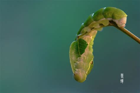 蝴蝶幼虫高清图片-千叶网