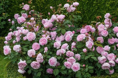 藤本月季 欧月 龙沙 大花月季 赛蔷薇花盆栽 欧洲月季 格-阿里巴巴