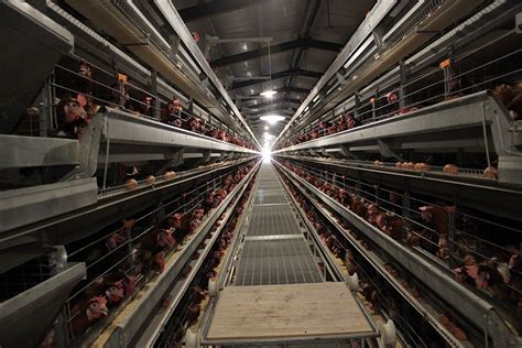 家禽饲养如何实现智能化 - 河南维森机械有限公司