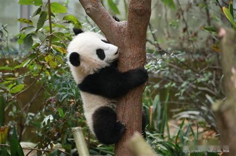 树枝上的大熊猫图片_蛙客网viwik.com