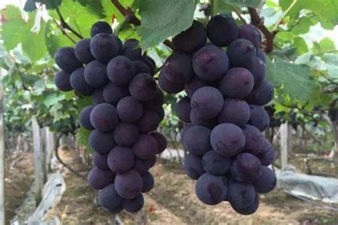 巨峰葡萄产地在哪，附生长环境和种植优点 - 农敢网