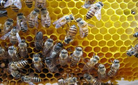 【人民政协网】养蜂，有了新技术中国农业科学院蜜蜂研究所
