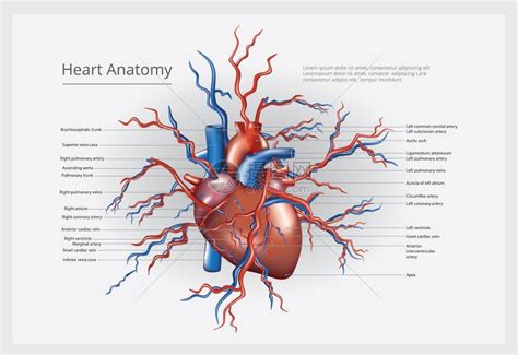 人体心脏模型示意图-人体解剖图,_医学图库