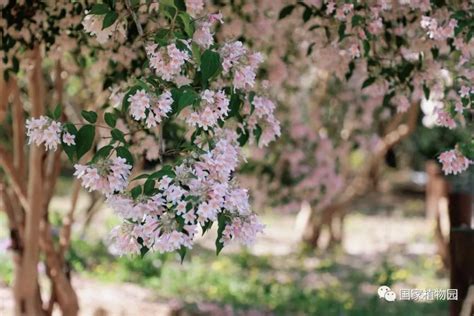 猬实花 摄影图__花草_生物世界_摄影图库_昵图网nipic.com