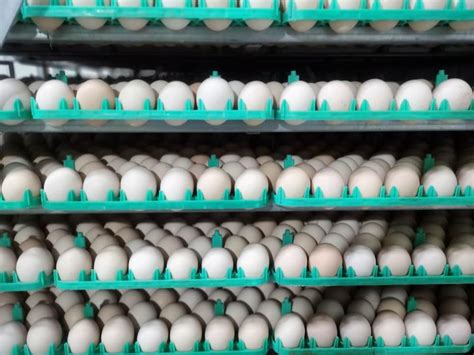 [鸭种蛋批发]番鸭种蛋 非洲雁 出售种蛋 诚信为本量大从优价格3元/个 - 惠农网