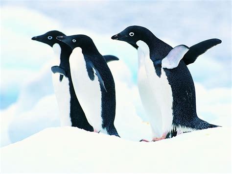 生物，企鹅 讯飞图酷-正版图片素材库-让内容更有价值