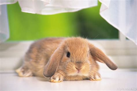 “兔兔这么可爱，你怎么可以吃兔兔”，盘点那些好吃又好看的动物