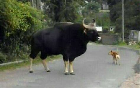远古巨牛,远古最大的牛,史前牛_大山谷图库