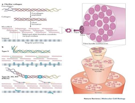 Science综述 | 用单细胞基因组学将人类细胞表型匹配到基因型 - 知乎