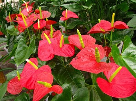 绿掌为天南星科花烛属植物_[标签:标题1]