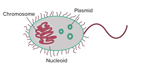 Bacteria clipart archaebacteria, Picture #2280566 bacteria clipart ...