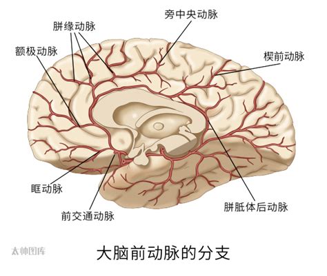 大脑后动脉的分段图解 - 脑医汇 - 神外资讯 - 神介资讯