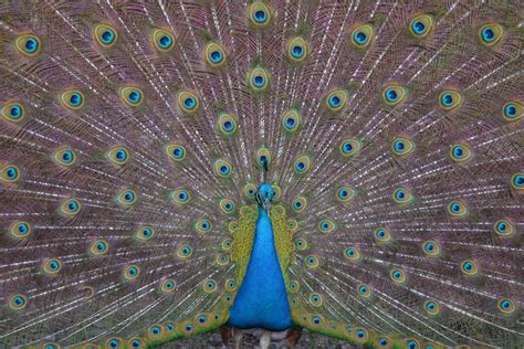动物鸟类孔雀开屏尾巴动物园摄影图高清摄影大图-千库网