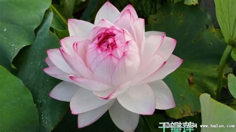 千叶莲图片