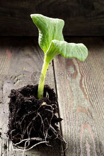 植物图片-植物根系横截面图素材-高清图片-摄影照片-寻图免费打包下载