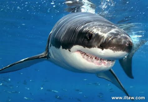 世界各地的水族馆为什么都没有大白鲨_凤凰网视频_凤凰网