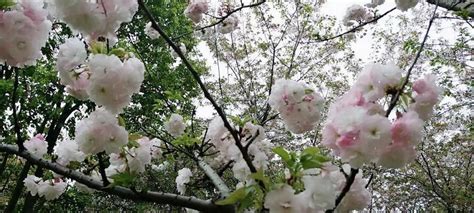 樱花的花语 樱花代表什么意思