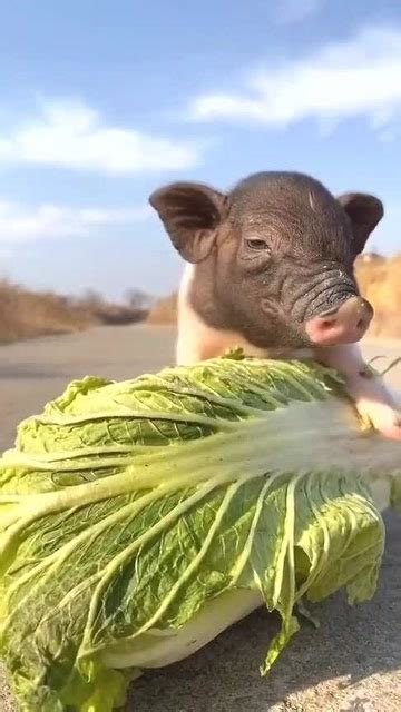 猪拱白菜图片
