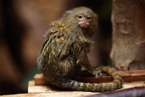 世界上最小的猴子——侏儒绒猴-宠物网