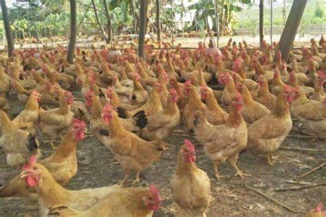 国内公认十大最好吃的鸡品种 - 惠农网
