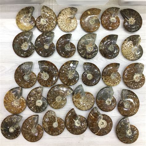 天然对开海螺化石切片斑彩螺吊坠菊石螺月光宝石玉华螺化石-阿里巴巴