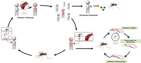 清华大学最新Cell发文：蚊媒病毒快速传播的原因 - 生物通