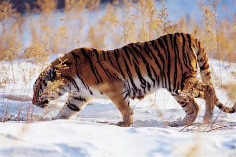 野生东北虎、东北豹种群数量稳定增长，中国向世界讲述一篇和谐共生的故事_凤凰网视频_凤凰网