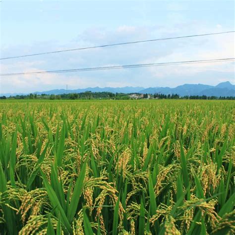 湖南常规水稻品种,常规水稻品种大全,常规水稻高产品种_大山谷图库