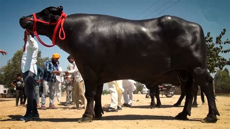 牛年说牛！说说世界上最大的牛！有的体重近两吨，比家庭轿车还重 - 知乎