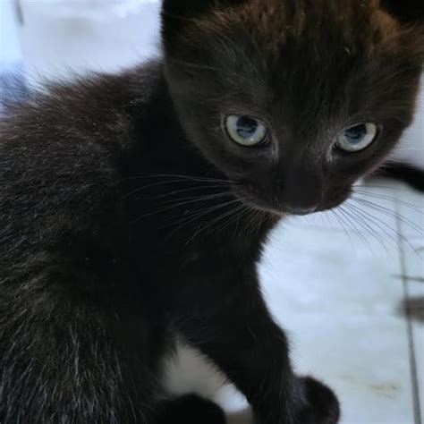 黑色的小猫图片-英国黑色的小猫素材-高清图片-摄影照片-寻图免费打包下载