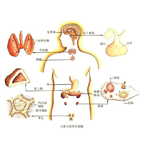 生殖道微生物与生殖健康