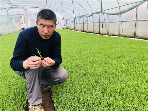 五常：251.1万亩水稻播种育苗全部完成