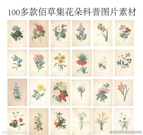 百草集图片