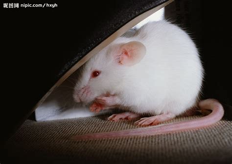 常见老鼠的种类,老鼠种类常见有哪三种,老鼠品种大全排名_大山谷图库