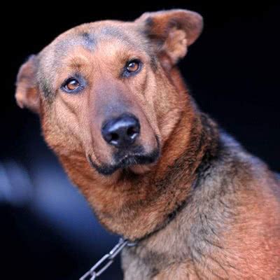 虹口区买一只苏联红犬多少钱_山东省神州犬业驯养基地_商国互联网