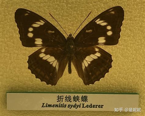 蝴蝶图鉴图片