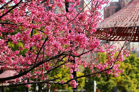 北京中山公园菊花盛开，姹紫嫣红迎“双节”