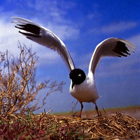 2016年黄河三角洲自然保护区黑嘴鸥繁殖种群达到7186只 - 中国自然保护区生物标本资源共享平台
