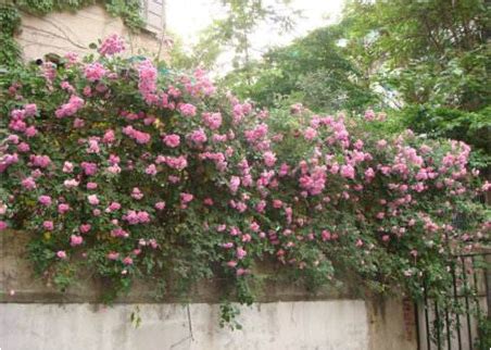 蔷薇花墙 - 堆糖，美图壁纸兴趣社区