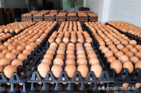 中国禽病网今日鸡蛋价格报价2022（中国禽病网今日鸡蛋价格报价2019年4月25日阜阳市） | 大商梦